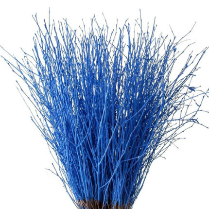 Betula Pendula Blue holl - DR BET PEN BLUE