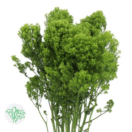 Trachelium Jade holl