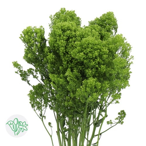 a78e14fc-efd9-4695-8e26-7a5010ba8ef8.jpg Trachelium Jade holl - Image 1