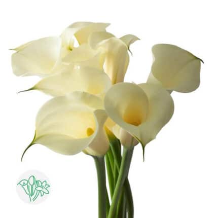 Callas Creme holl