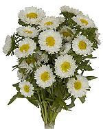 Aster Matsu White gdns