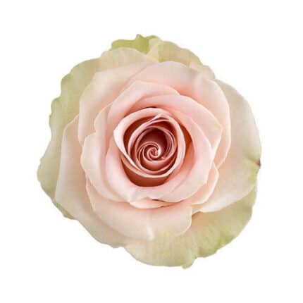 Rose Salma 60cm sunrite