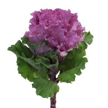 Kale Lacey Purple mini camflor