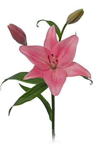 Lily Rose Pink md 3bl ob