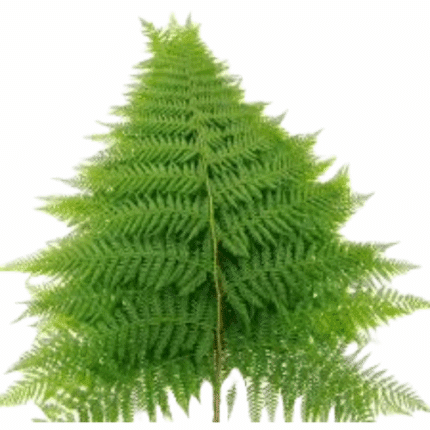Rainbow fern Premium