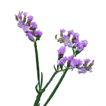 STATICE tissue lav rio