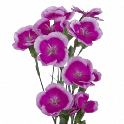 Dianthus Sparkz Novelty Purple