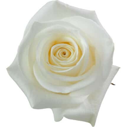 Rose PolarStar 50cm rfi