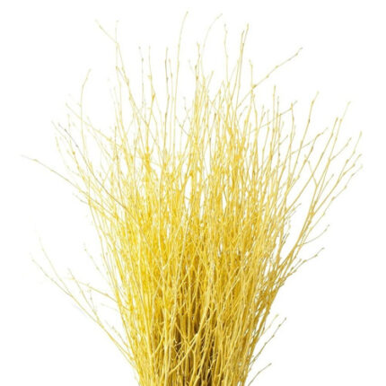 Betula Pendula Yellow holl