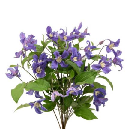 Clematis Blue holl