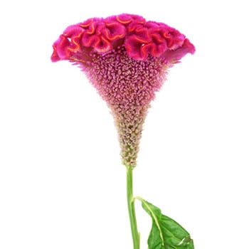 Coxcomb Pink paradise