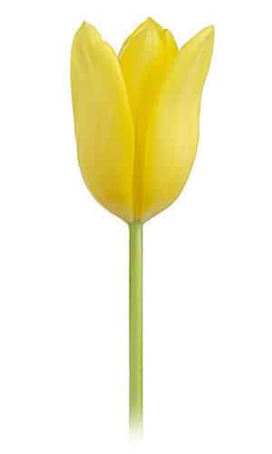 Tulip Agrass Gold holl