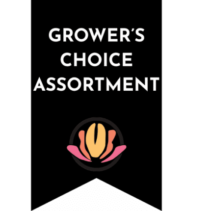 Mum Delistar Asst(12case)contf