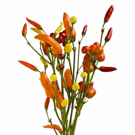 Chile Pepper Orange tutuli