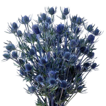 Erynngium Blue Dynamite70cm fc