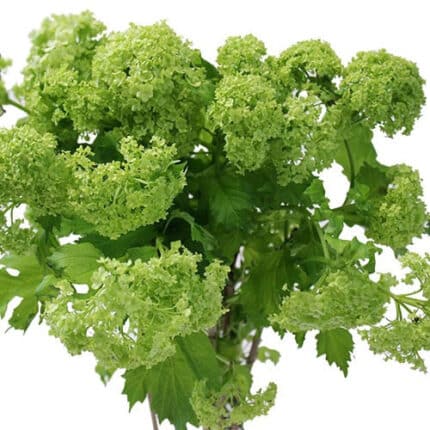 Vibernum camflor 30"