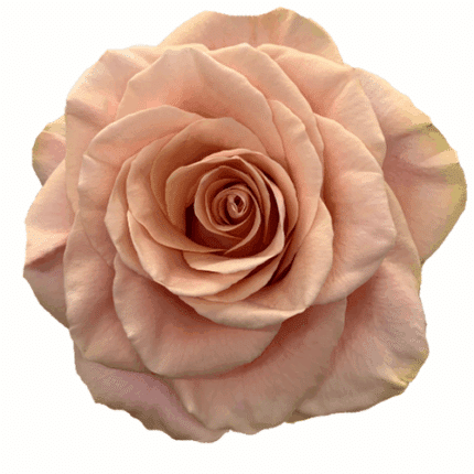 Rose Phoenix 70 flower co