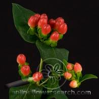 Hypericum magical red rio