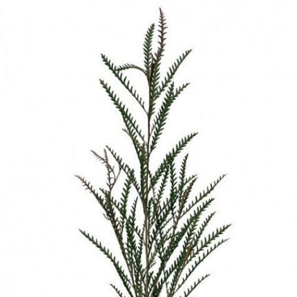 Greviillia mellano