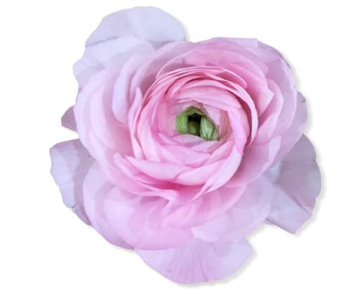 a84413b5-e23b-46dc-a8b9-01d3e1cbe52d.jpg Ranunculus LtPk rio - Image 1