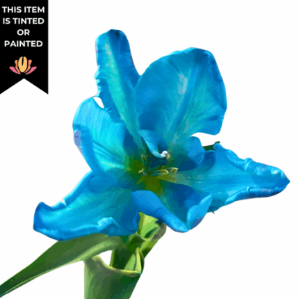 Tulip Cabana Blue Parrot canad