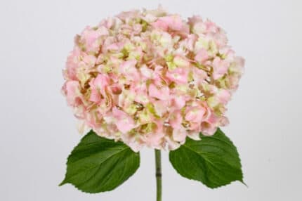 Hydra. Pink Lemonade rfi(st)