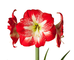 Amaryllis Ga MegaStar holl(STE