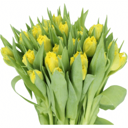Tulip Frill Mon Amour holl ss
