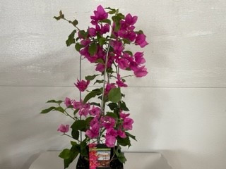 7.5" Bougainvillea w/Trellis