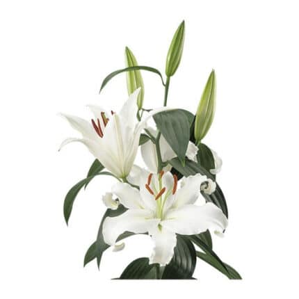 Lily Petacas 2bl +holl