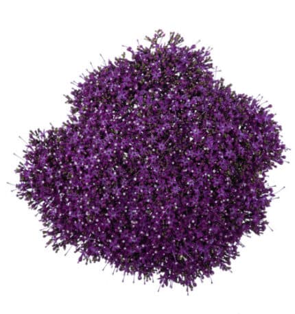 Trachellium Purple continental