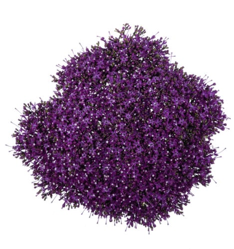 a86e631b-4659-4c99-baa8-c7e924bae110.jpg Trachellium Purple continental - Image 1