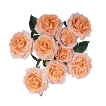 RoseSpray Fibonacci tessa
