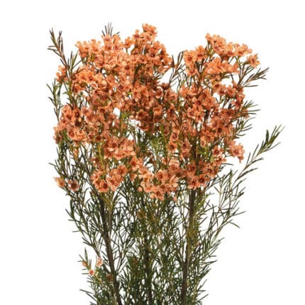 Waxflower Orange sole