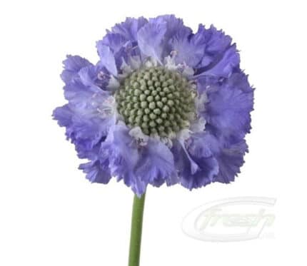 Scabiosa Blue camflor