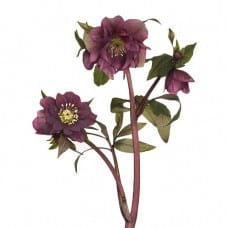 Helleborus Double Ellen Red chile