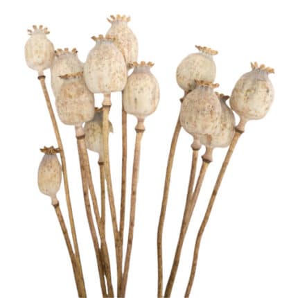 Dried Poppy Pods Natural holex