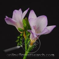 FREESIA  lavender holl