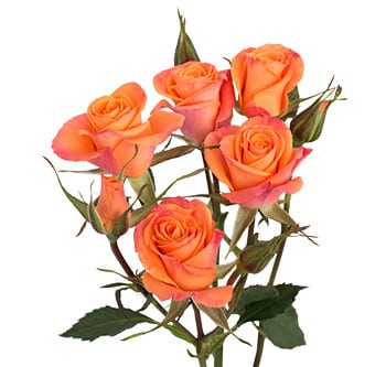 RoseSpray Orange Star rfi