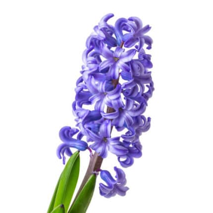 Hyacinth DelftBlue holl