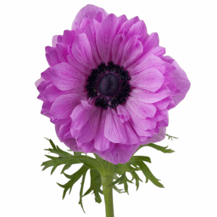 Anemone Fullstar Fuchsia rprima