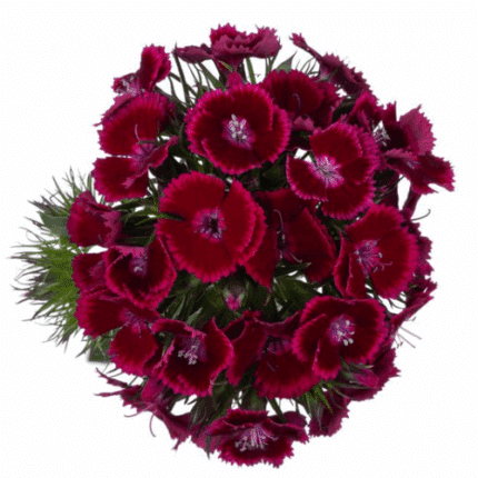 Dianthus Sparkz Burgundy bmark