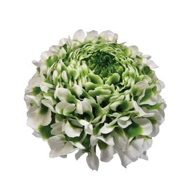 Ranunculus Pon Igloo chile