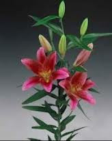 Cassini lily holl