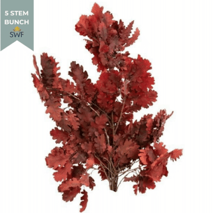 Oak Leaf Red preserved holex