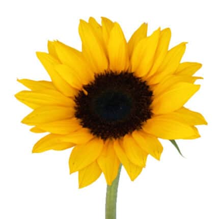 Sunflower Yellow golden(5st)