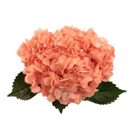 Hydrangea Painted Coral hydraf