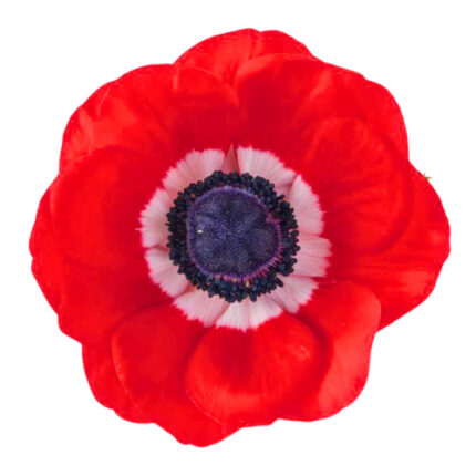 Anemone Red rio sel
