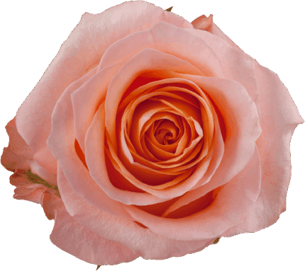 Rose Coral Reef 50cm tessa