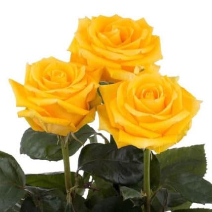 Rose Lighthouse 70cm ecuanros